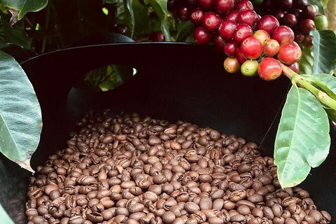 Coffee Farm Tour And Workshop, Byron Bay Hinterland - Accommodation Mount Tamborine 1
