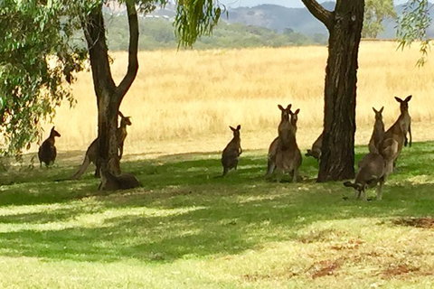Hunter Valley Wine Tasting All Inclusive Private Bus Tour From Sydney - Accommodation Mount Tamborine 7