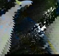 Sydney Parrots a Unique Island and more - Accommodation Mount Tamborine