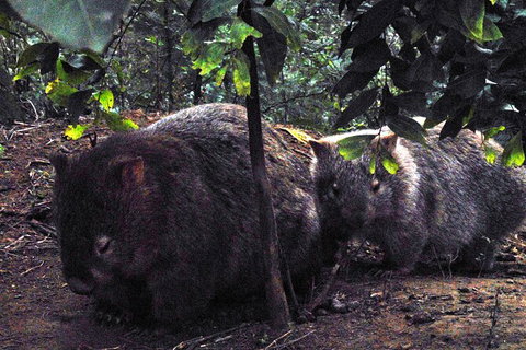 Walking With Wild Wombats Private Day Trip From Sydney - Accommodation Mount Tamborine 2
