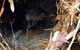 Walking With Wild Wombats Private Day Trip From Sydney - thumb 4