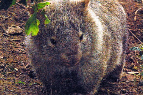 Walking With Wild Wombats Private Day Trip From Sydney - Accommodation Mount Tamborine 0