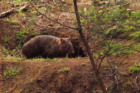 Walking With Wild Wombats Private Day Trip From Sydney - Accommodation Mount Tamborine 1