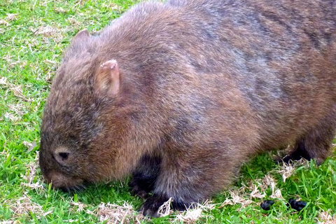 Walking With Wild Wombats Private Day Trip From Sydney - Accommodation Mount Tamborine 5