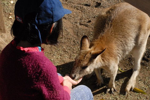 Blue Mountains Highlights & Featherdale Wildlife Park - Accommodation Mount Tamborine 6