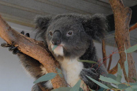 Blue Mountains Highlights & Featherdale Wildlife Park - Accommodation Mount Tamborine 1