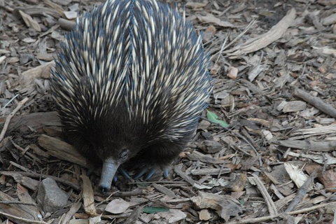 Blue Mountains Highlights & Featherdale Wildlife Park - Accommodation Mount Tamborine 3