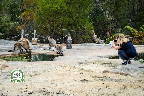 Australian Pearl Experience & Kangaroo Encounter Day Trip From Sydney - Accommodation Mount Tamborine 4