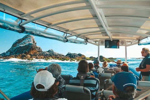 Julian Rocks Byron Bay Cruise - Accommodation Mount Tamborine 13