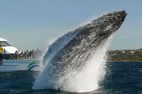 2hr Explorer Cruise - Sydney\'s Best Value Whale Watching Cruise - Accommodation Mount Tamborine 0