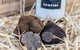 Truffle Hunts With Lunch - Southern Highlands - thumb 0