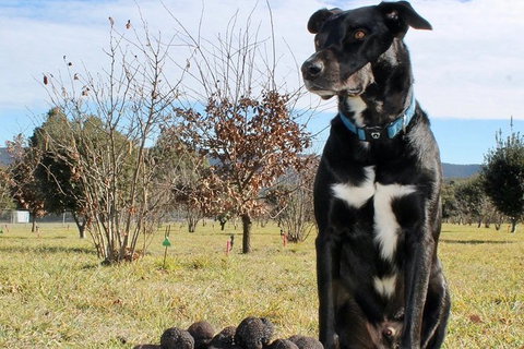 Truffle Hunts With Lunch - Southern Highlands - Accommodation Mount Tamborine 3