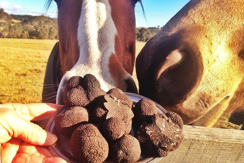 Truffle Hunts With Lunch - Southern Highlands - Accommodation Mount Tamborine 2