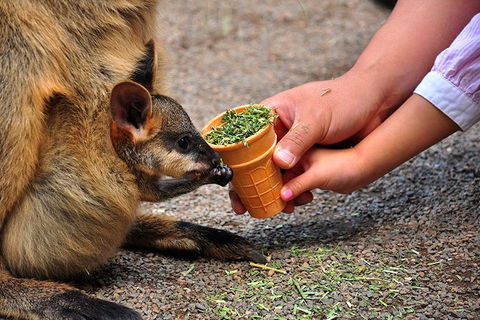 Blue Mountains Highlights & Wildlife Park - Accommodation Mount Tamborine 3