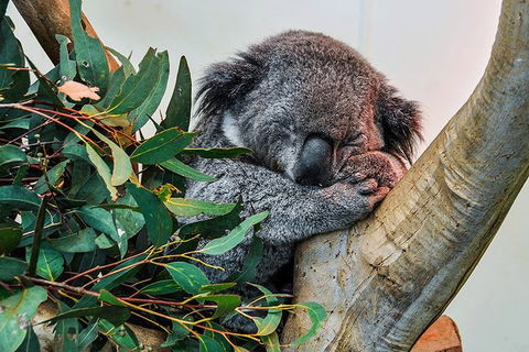 Blue Mountains Highlights & Wildlife Park - Accommodation Mount Tamborine 1