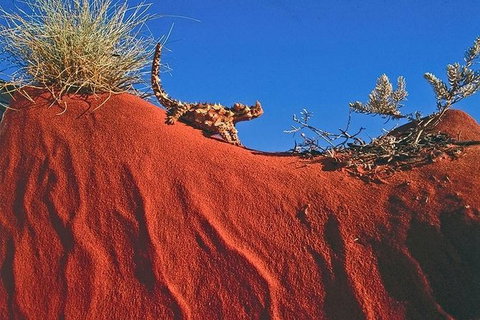 Alice Springs, Uluru Ayers Rock & Kings Canyon 8 Days Touring Package - Accommodation Mount Tamborine 4