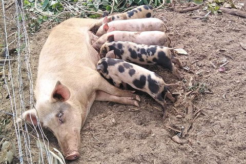 Full-Day Private Guided Tour To Litchfield National Park - Accommodation Mount Tamborine 2