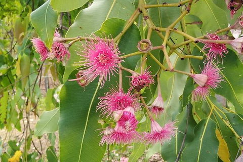 Full-Day Private Guided Tour To Litchfield National Park - Accommodation Mount Tamborine 5