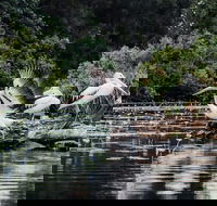 Everglades Eco Safari to Australia's Everglades - Accommodation Mount Tamborine