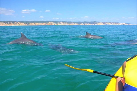 Kayak With Dolphins And 4WD Great Beach Drive Day Trip From Noosa - Accommodation Mount Tamborine 11