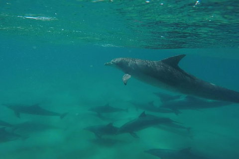 Kayak With Dolphins And 4WD Great Beach Drive Day Trip From Noosa - Accommodation Mount Tamborine 10
