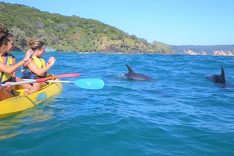 Kayak With Dolphins And 4WD Great Beach Drive Day Trip From Noosa - Accommodation Mount Tamborine 5
