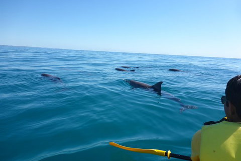 Kayak With Dolphins And 4WD Great Beach Drive Day Trip From Noosa - Accommodation Mount Tamborine 14