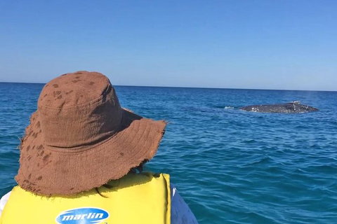 Kayak With Dolphins And 4WD Great Beach Drive Day Trip From Noosa - Accommodation Mount Tamborine 2