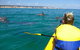 Kayak With Dolphins And 4WD Great Beach Drive Day Trip From Noosa - thumb 0