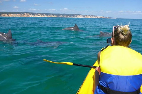 Kayak With Dolphins And 4WD Great Beach Drive Day Trip From Noosa - Accommodation Mount Tamborine 0