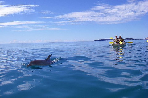 Kayak With Dolphins And 4WD Great Beach Drive Day Trip From Noosa - Accommodation Mount Tamborine 7