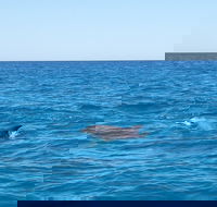 Noosa Wild Dolphin Safari - Accommodation Mount Tamborine