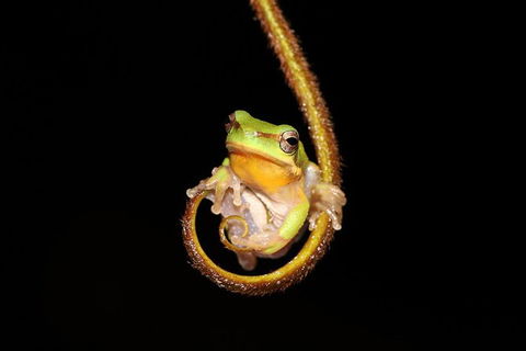 Solar Whisper Daintree River Crocodile And Wildlife Cruise - Accommodation Mount Tamborine 2