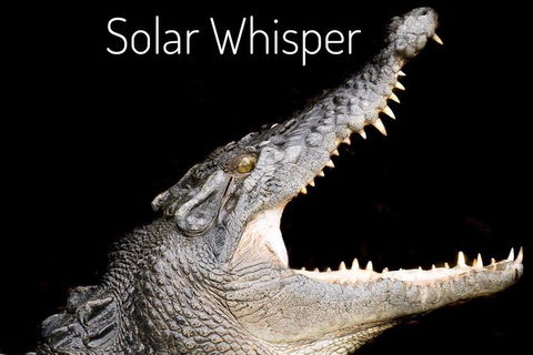 Solar Whisper Daintree River Crocodile And Wildlife Cruise - Accommodation Mount Tamborine 5