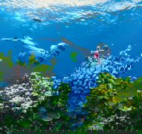 Full Day Snorkel In The Great Barrier Reef - Accommodation Mount Tamborine
