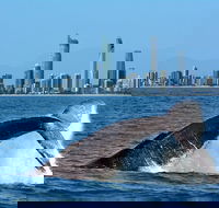 Gold Coast Airport to and from Byron Bay NSW for up-to 7 ppl - Accommodation Mount Tamborine