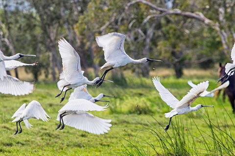Reef, Wildlife & Rainforest - Reef & Beyond Guided Holidays - Accommodation Mount Tamborine 1