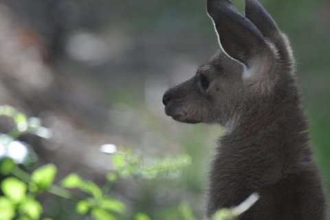 3-Day Family Outback Explorer Tour Of Cunnamulla - Accommodation Mount Tamborine 1