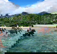 Afternoon Beach Horse Ride in Cape Tribulation - Accommodation Mount Tamborine