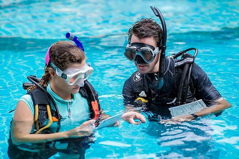 PADI Diving Courses On The Gold Coast - Accommodation Mount Tamborine 0