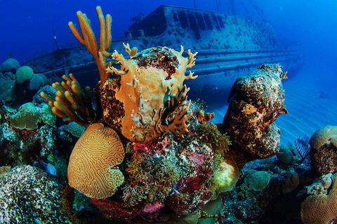 PADI Diving Courses On The Gold Coast - Accommodation Mount Tamborine 3