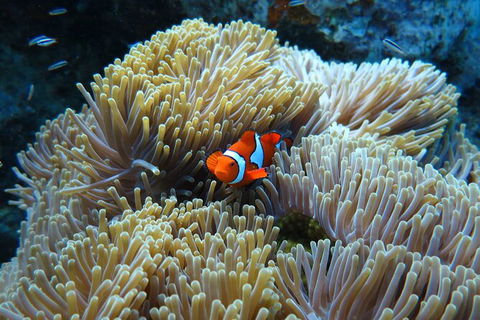 PADI Diving Courses On The Gold Coast - Accommodation Mount Tamborine 4