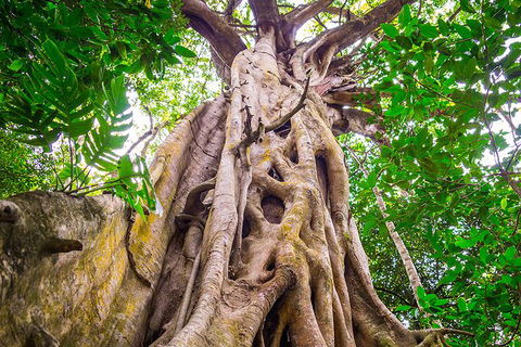 Mossman Gorge Adventure Day - Accommodation Mount Tamborine 5