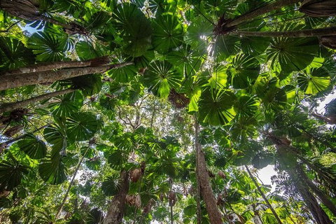 5 Day Australia Retreat: Queensland Daintree - Accommodation Mount Tamborine 4
