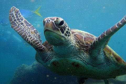 2 Night Whitsunday Islands Cruise On Atlantic Clipper From Airlie Beach - Accommodation Mount Tamborine 6