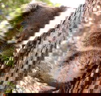 Kangaroo Island Luxury Small Group 'Island Life' Full Day Tour - Accommodation Mount Tamborine