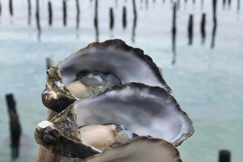Coffin Bay Oysters, Ocean & Nature Tour - Accommodation Mount Tamborine 6