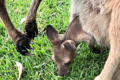 Coffin Bay Oysters, Ocean & Nature Tour - Accommodation Mount Tamborine 10