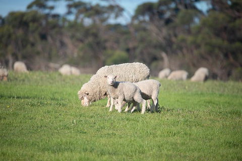 Fine Flavours - Full Day Kangaroo Island Food & Wine Tour - Accommodation Mount Tamborine 9