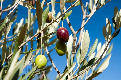 Fine Flavours - Full Day Kangaroo Island Food & Wine Tour - Accommodation Mount Tamborine 3